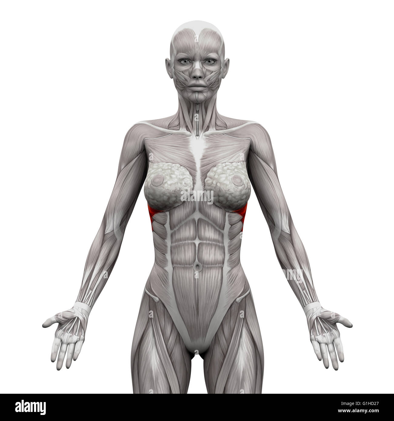 Serratus Anterior Muskeln - Anatomie Muskeln isoliert auf weiss - 3D-Illustration Stockfoto