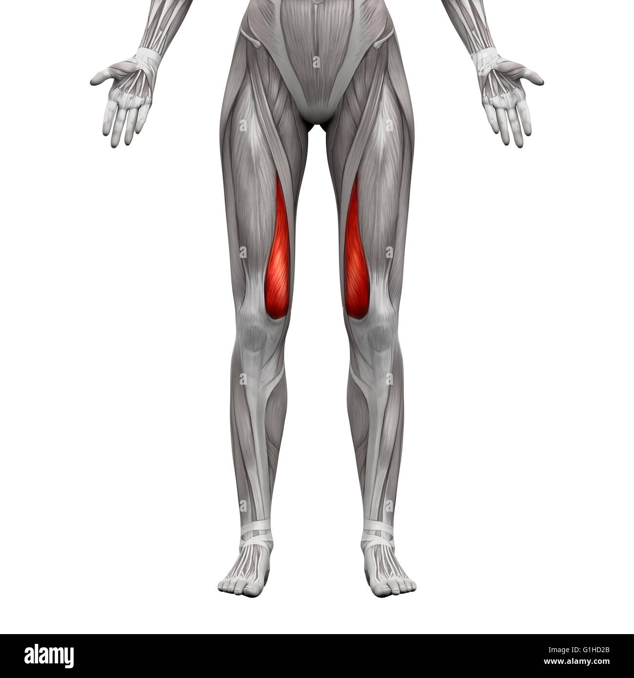 Vastus Medialis Muskel - isoliert Anatomie Muskeln auf weiss - 3D-Illustration Stockfoto
