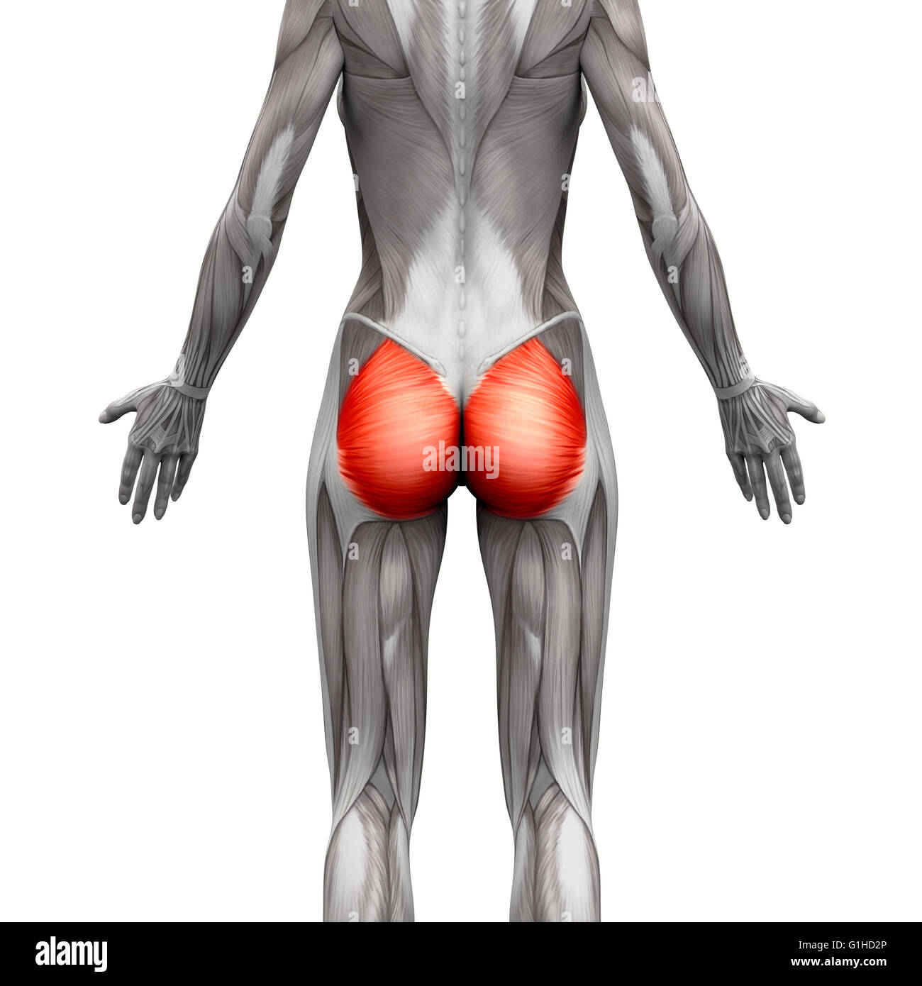 Gesäßmuskulatur / Gluteus Maximus - Anatomie Muskeln isoliert auf weiss - 3D-Illustration Stockfoto