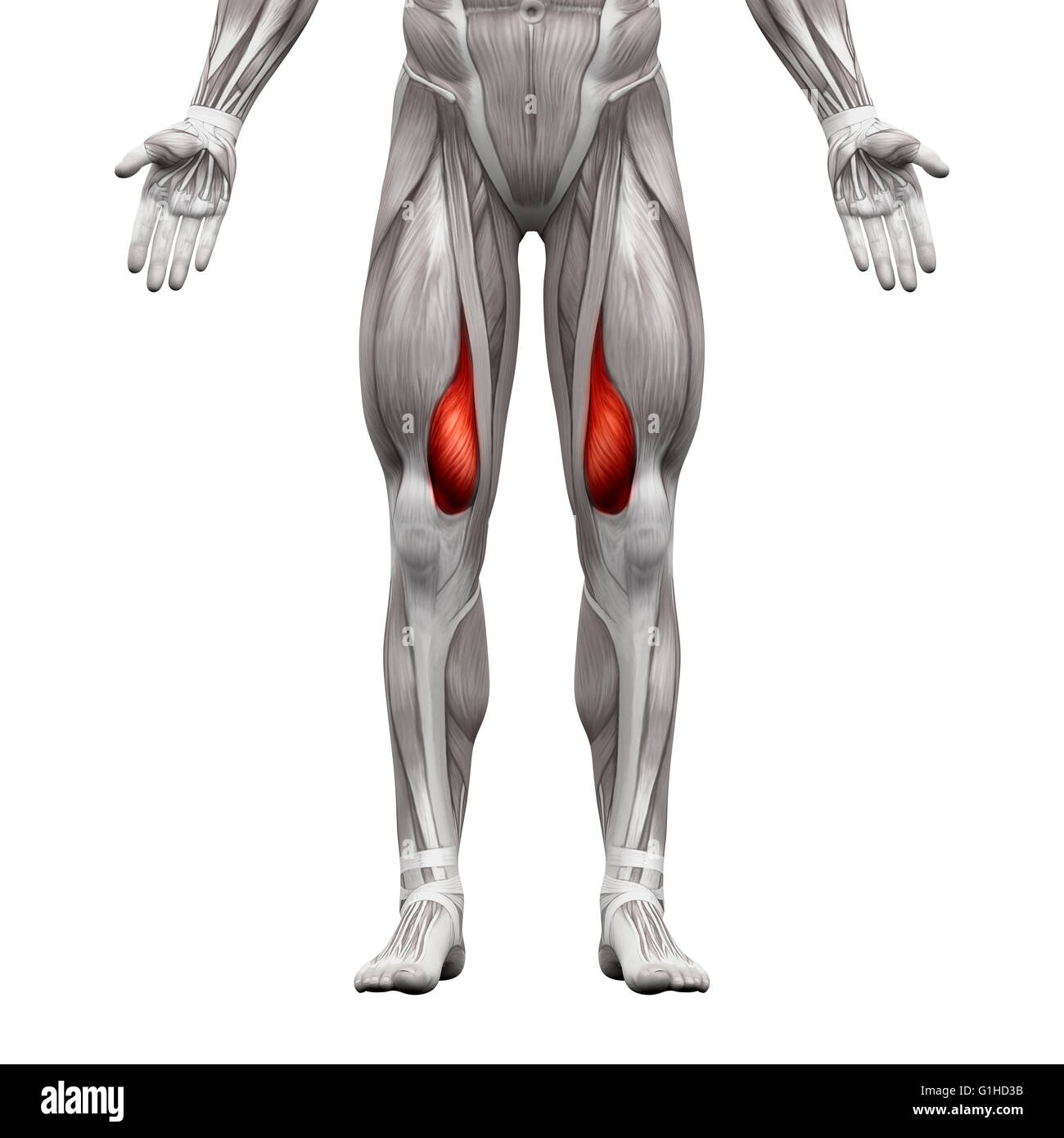 Vastus Medialis Muskel - isoliert Anatomie Muskeln auf weiss - 3D-Illustration Stockfoto