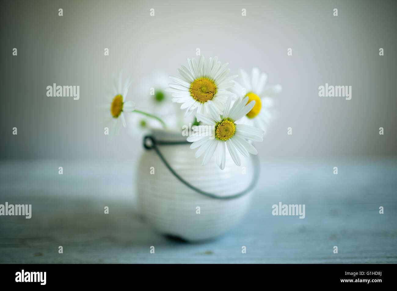 Gänseblümchen Blumen Stilleben Stockfoto