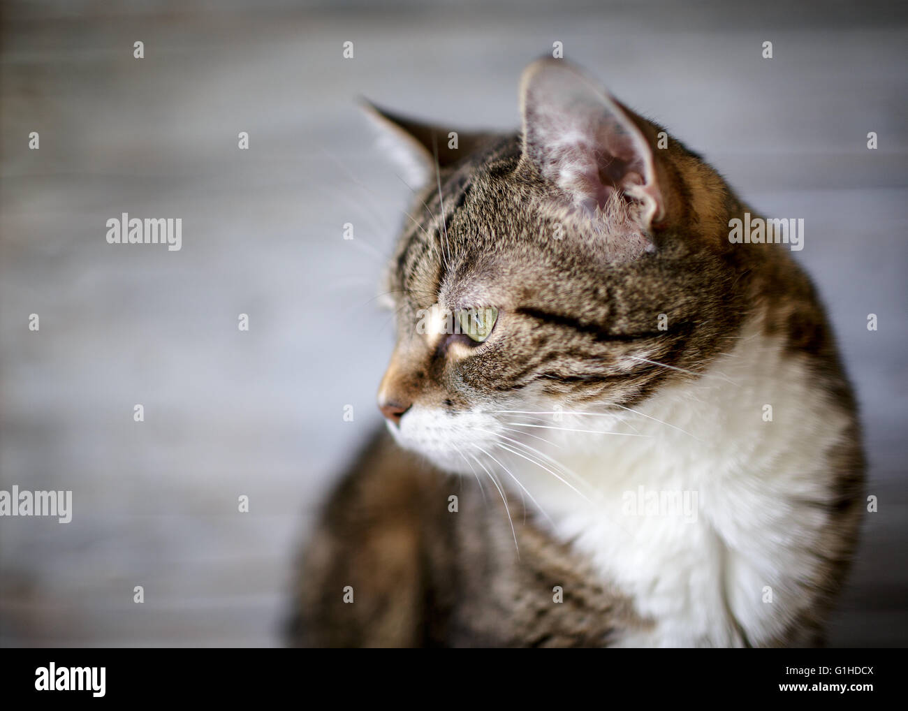 Porträt einer dreifarbigen gemeinsame Hauskatze Stockfoto