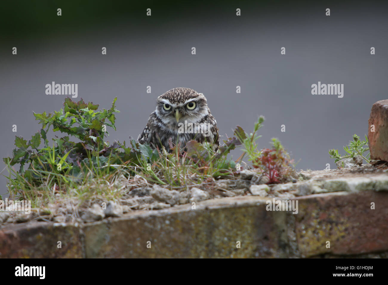 Steinkauz (Athene Noctua) Stockfoto