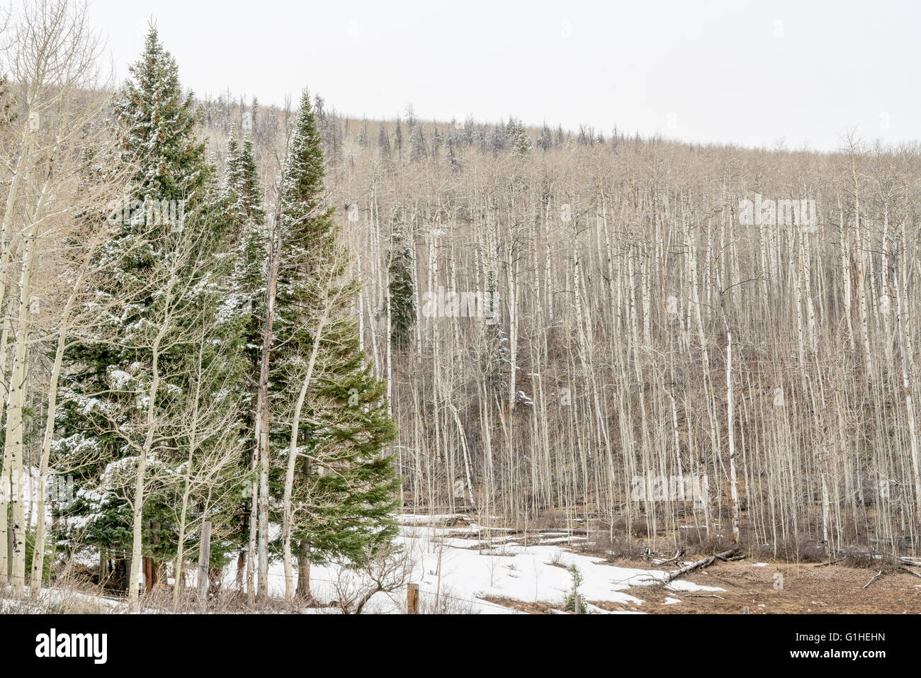 Fichten und Espen Hain im späten Winter oder im zeitigen Frühjahr, Rocky Mountains, Colorado Stockfoto