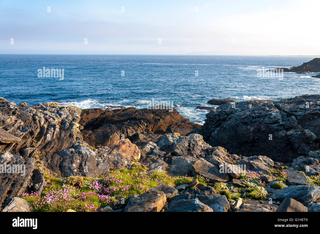 Wilde Blumen wachsen auf Donegal Küste, Teil des Wild Atlantic Way, Irland Stockfoto