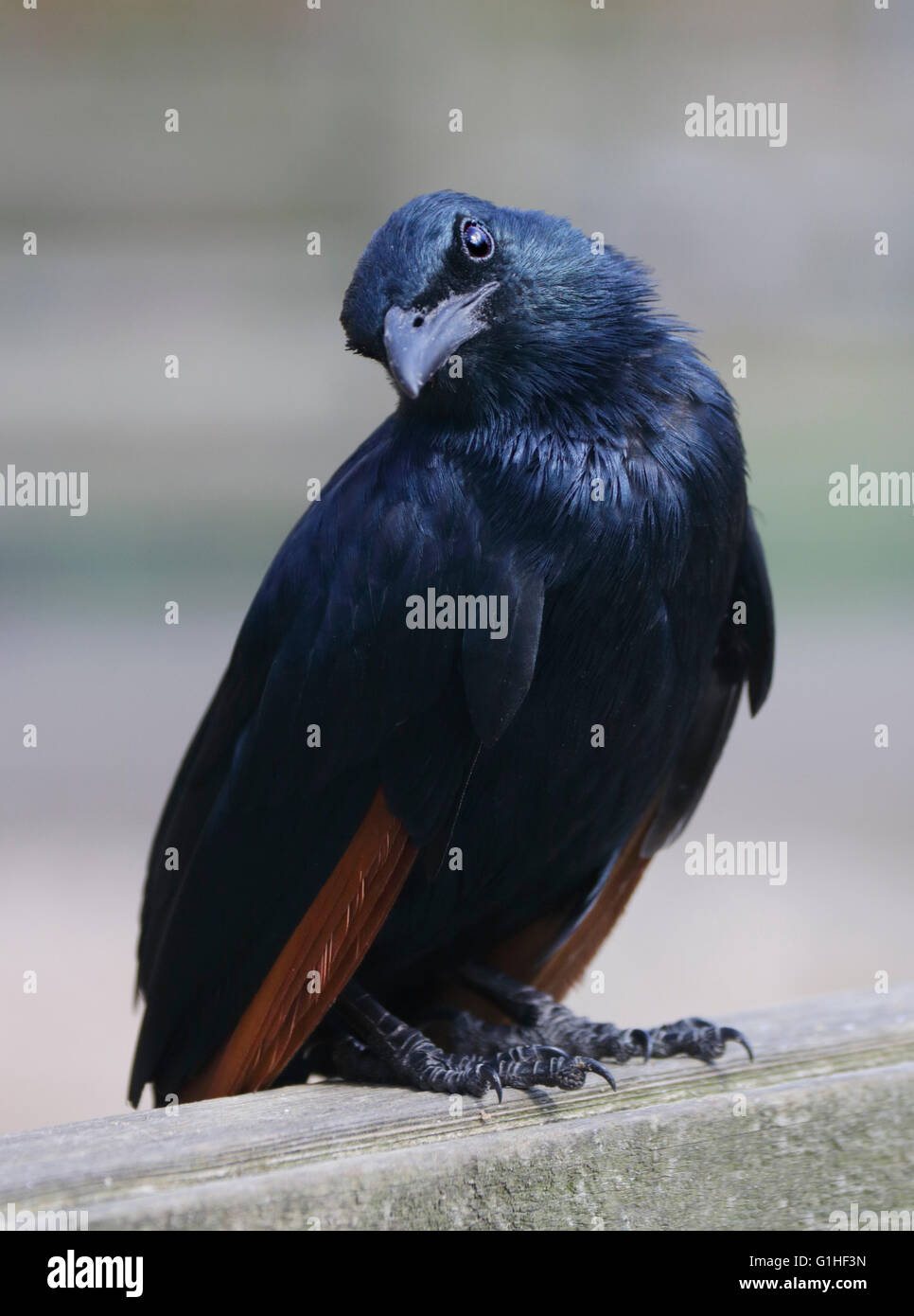 Red Winged Starling (Onychognathus Morio) Stockfoto