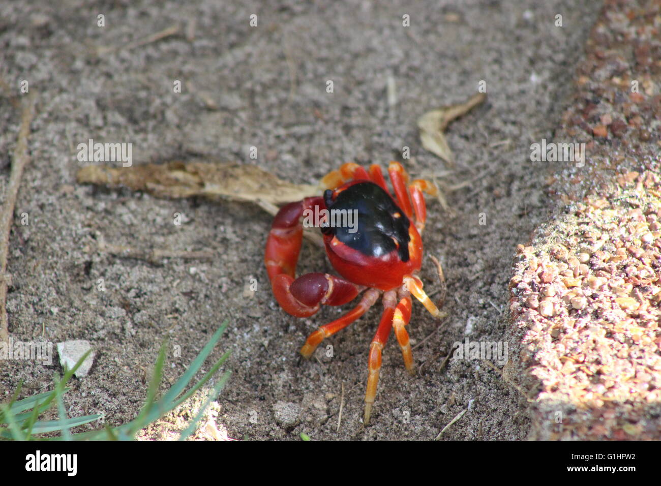 Rote Krabbe (Gecarcinus Ruricola) auf der Insel Barbados, Caribbean Stockfoto