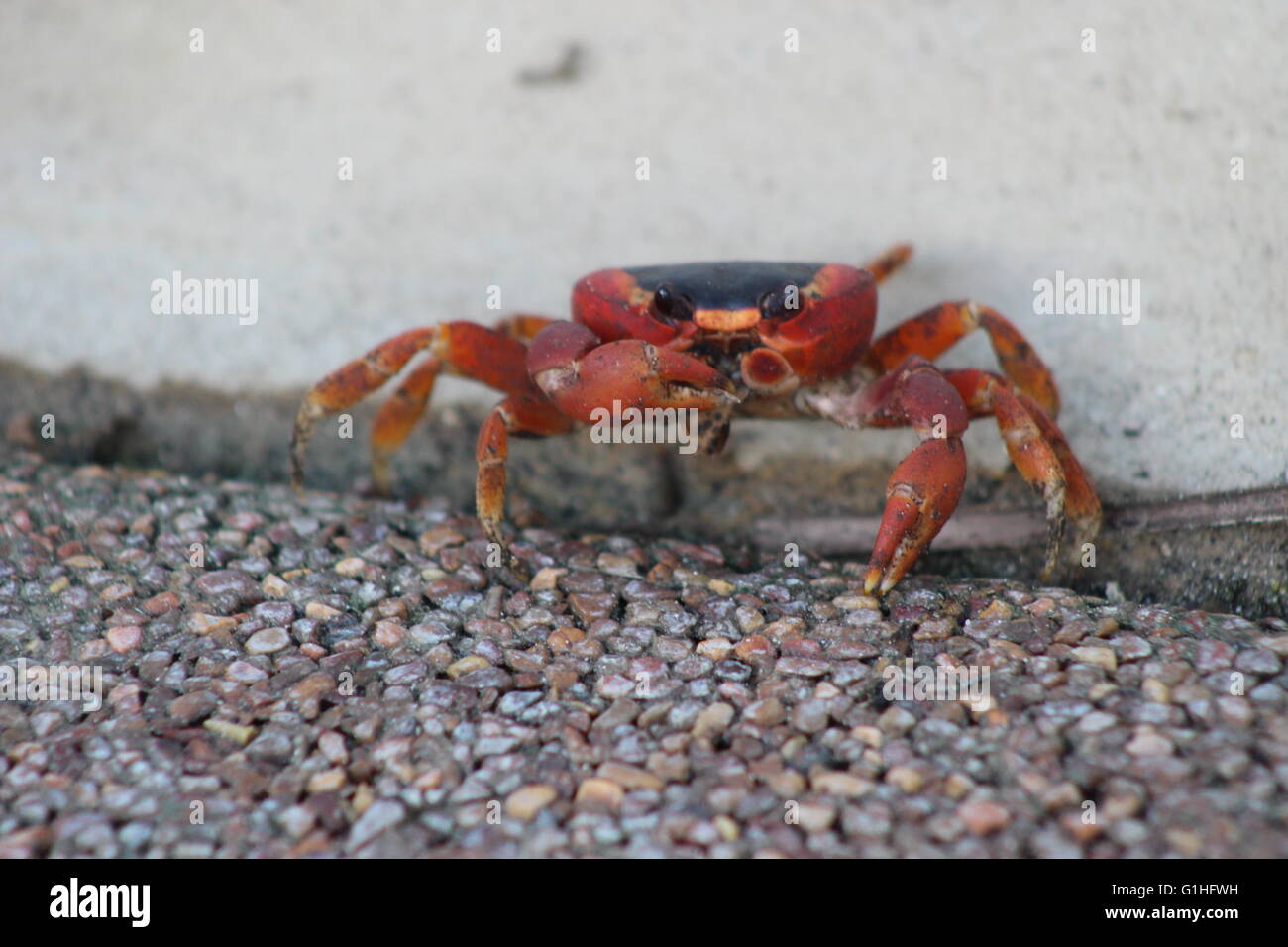 Rote Krabbe (Gecarcinus Ruricola) auf der Insel Barbados, Caribbean Stockfoto