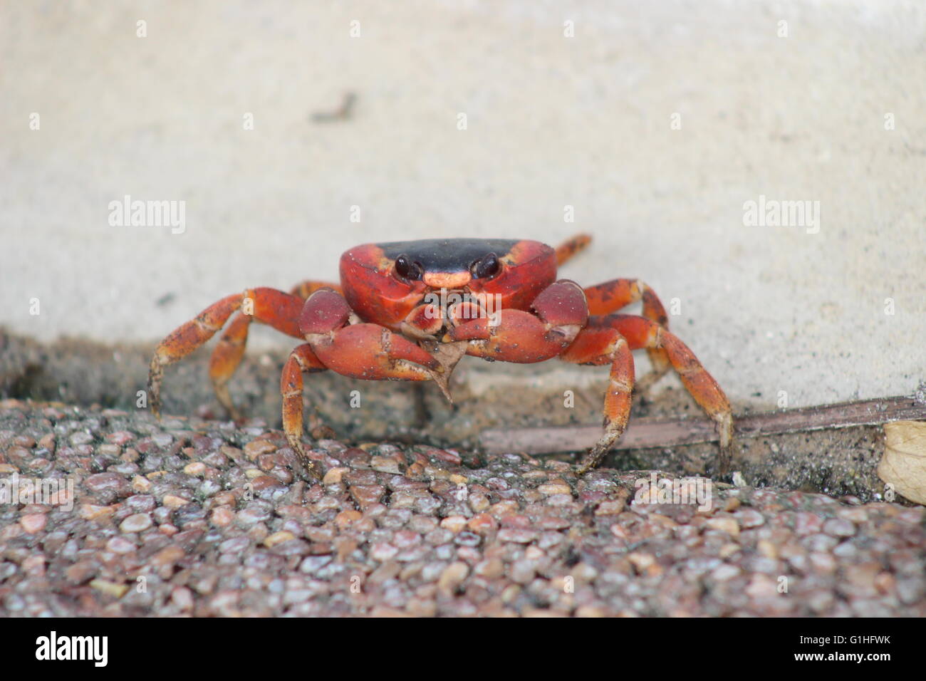 Rote Krabbe (Gecarcinus Ruricola) auf der Insel Barbados, Caribbean Stockfoto