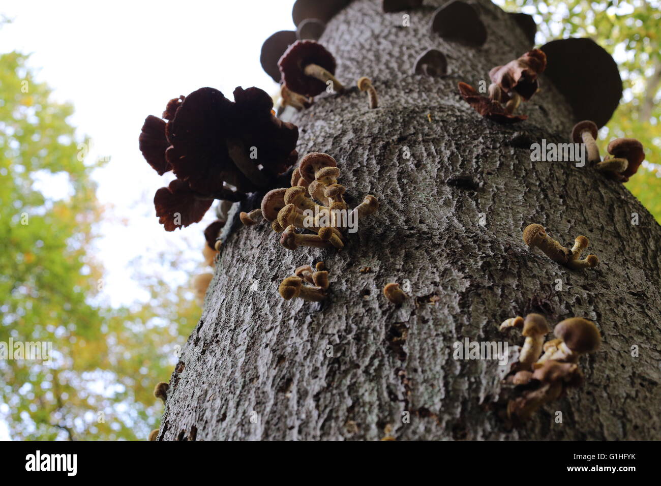 Bündel von Honig Pilz Pilze (Arten Armillaria Solidipes Sy Armillaria Ostoyae) und verschiedene andere Arten auf Rinde. Stockfoto