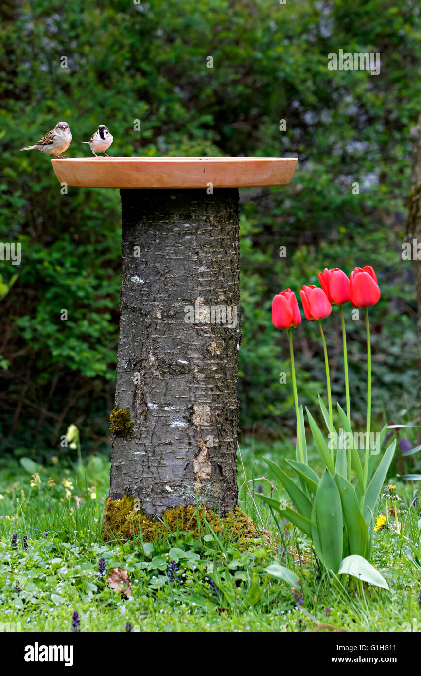 Haussperlinge (Passer Domesticus) thront auf Vogeltränke mit Gartenblumen rote Tulpe (Tulipa sp.) Stockfoto
