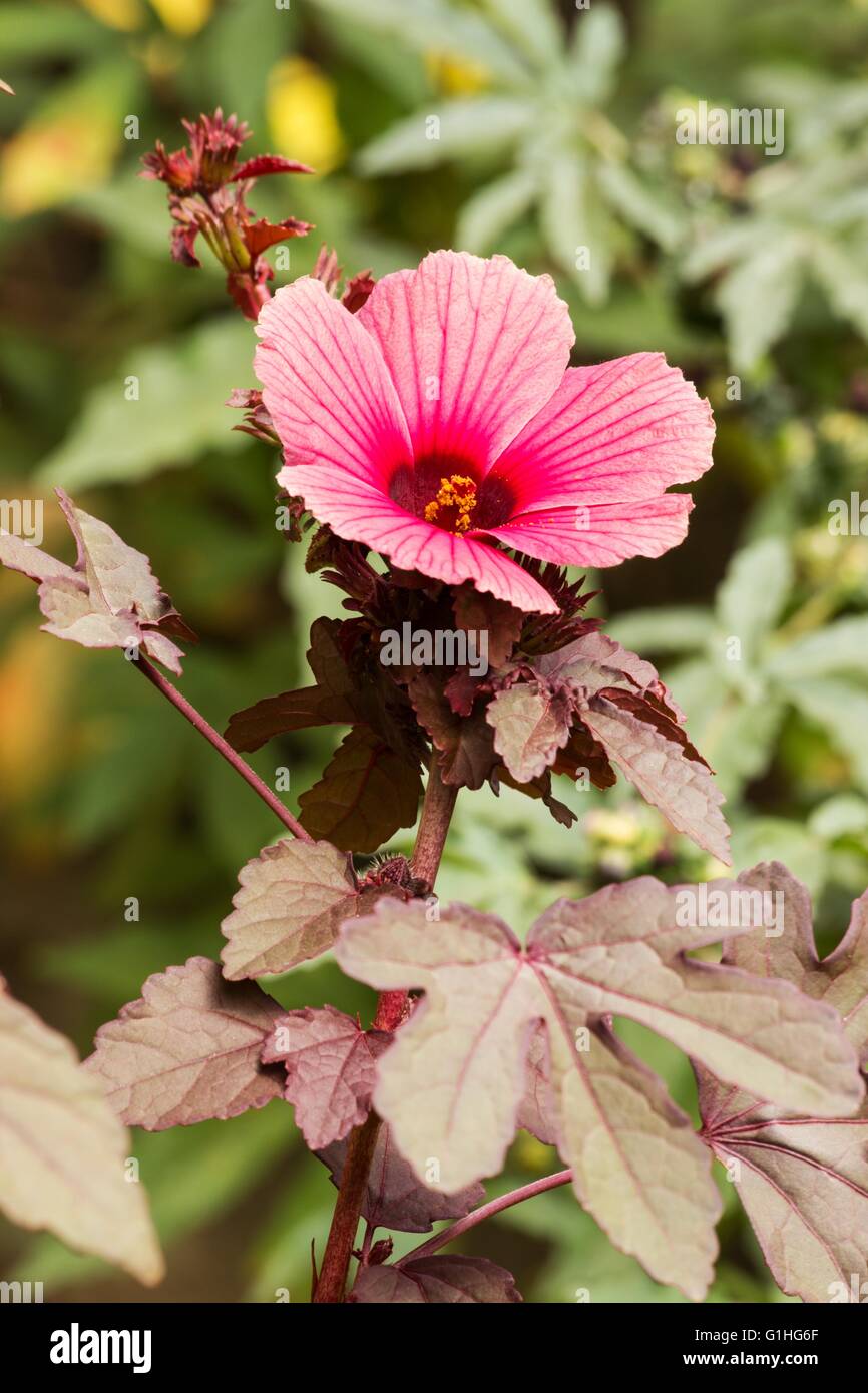 Roselle (Hibiscus Sabdariffa) Pflanze und Blume Stockfoto