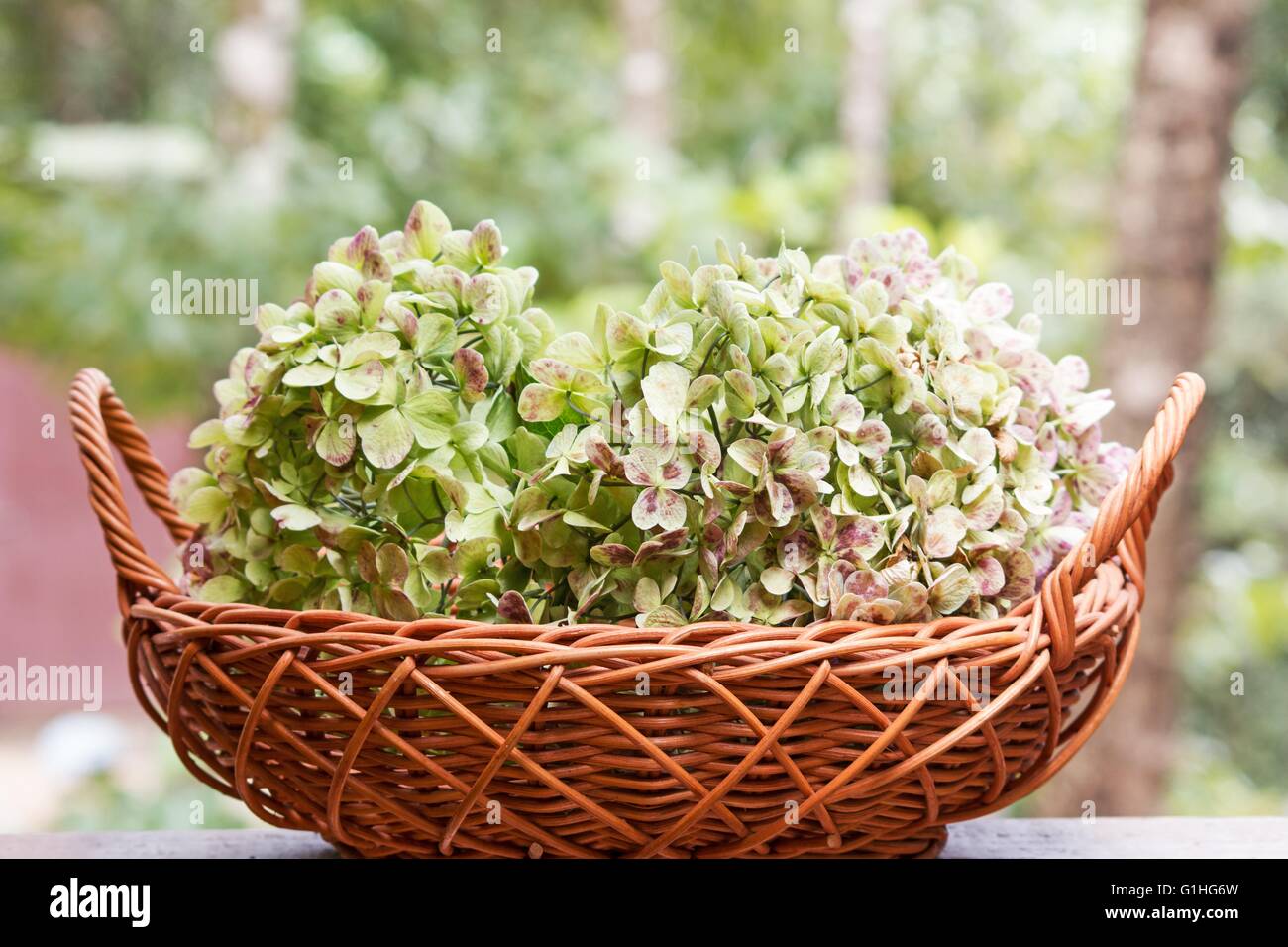 Hortensien-Blüten in einem Korb auf natürlichen Hintergrund Stockfoto