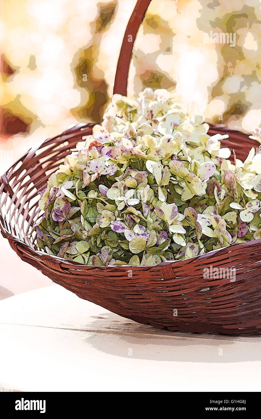 Hortensien-Blüten in einem Korb auf weißem Hintergrund Stockfoto