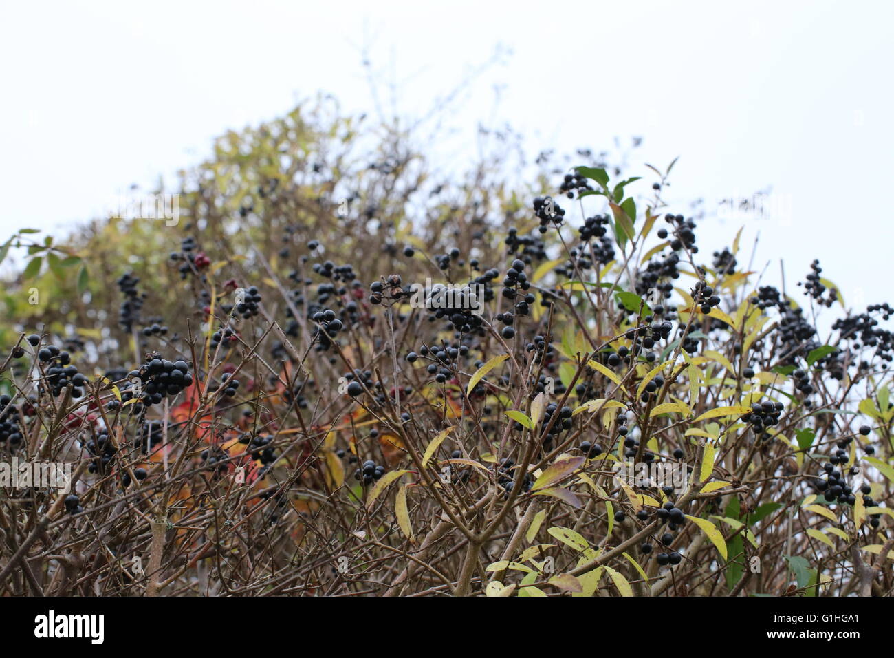 Schwarze Beeren einer Hecke Liguster (Ligustrum Stockfotografie - Alamy