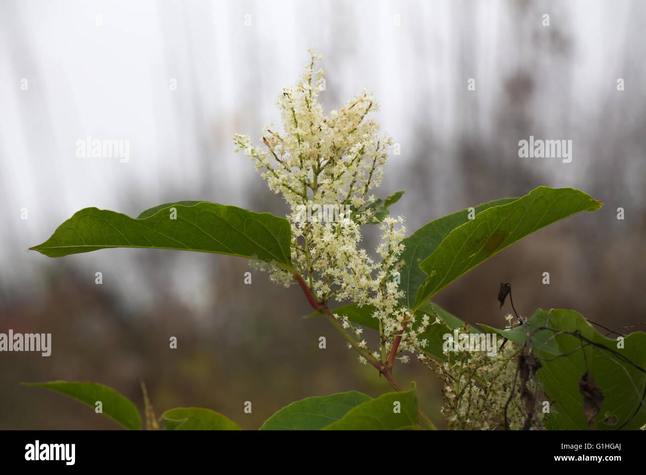 Blüten der Japanische Staudenknöterich (Fallopia Japonica), eine invasive Pflanzenarten in Europa. Stockfoto
