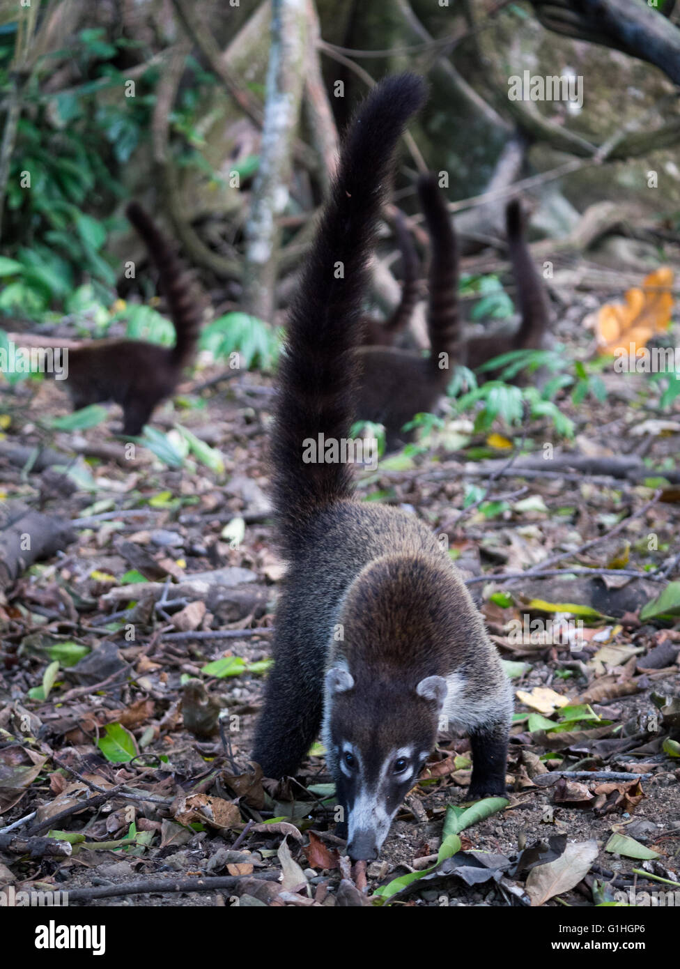 Nasenbären im Dschungel-Stock Stockfoto