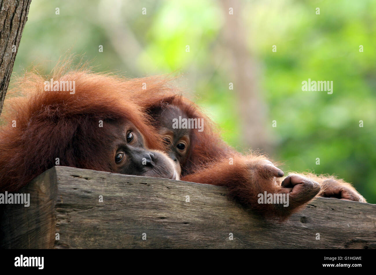 Affe Orang Utan Stockfoto