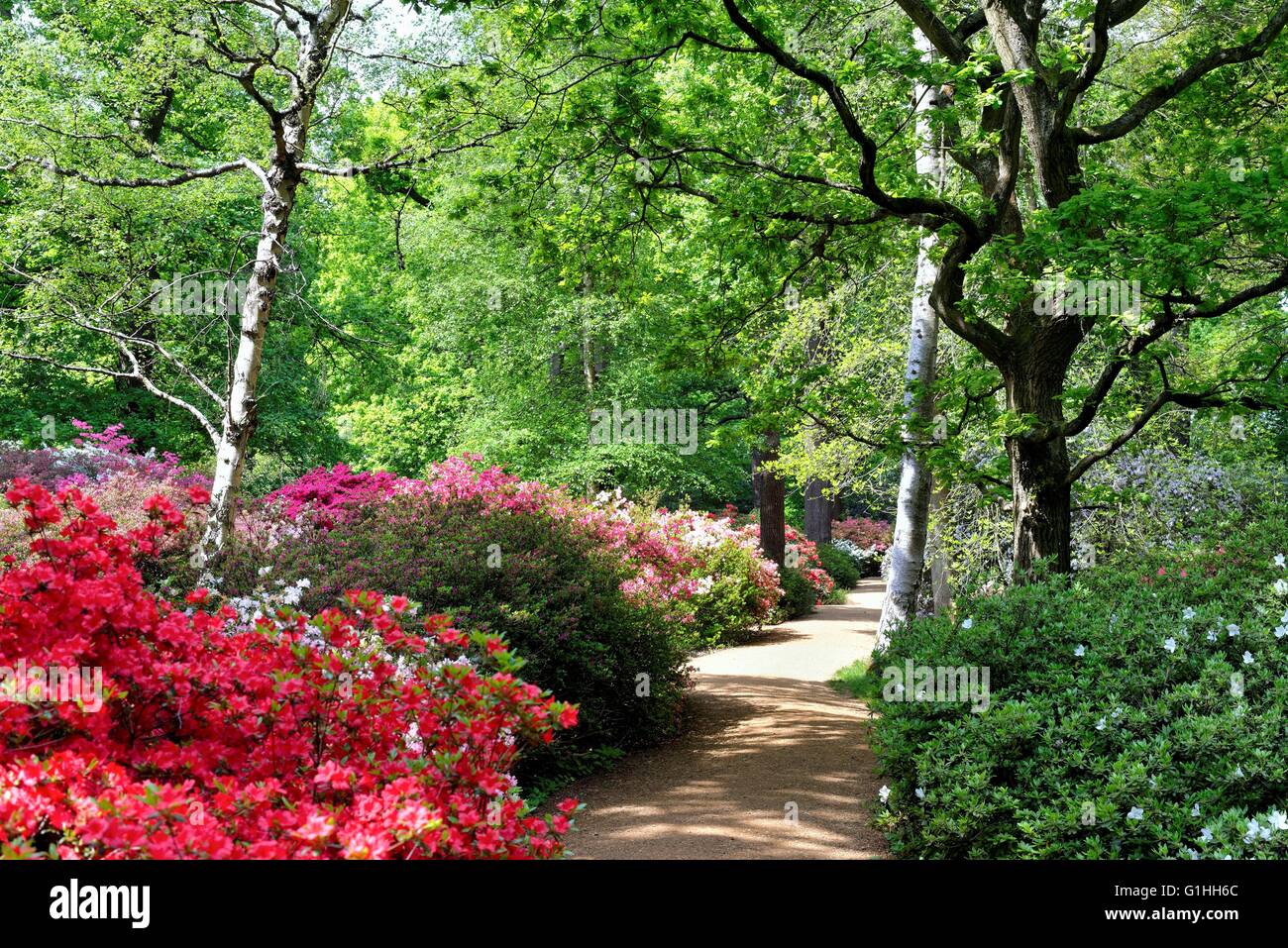 Die Isabella Plantation in Richmond Park in London UK Stockfoto