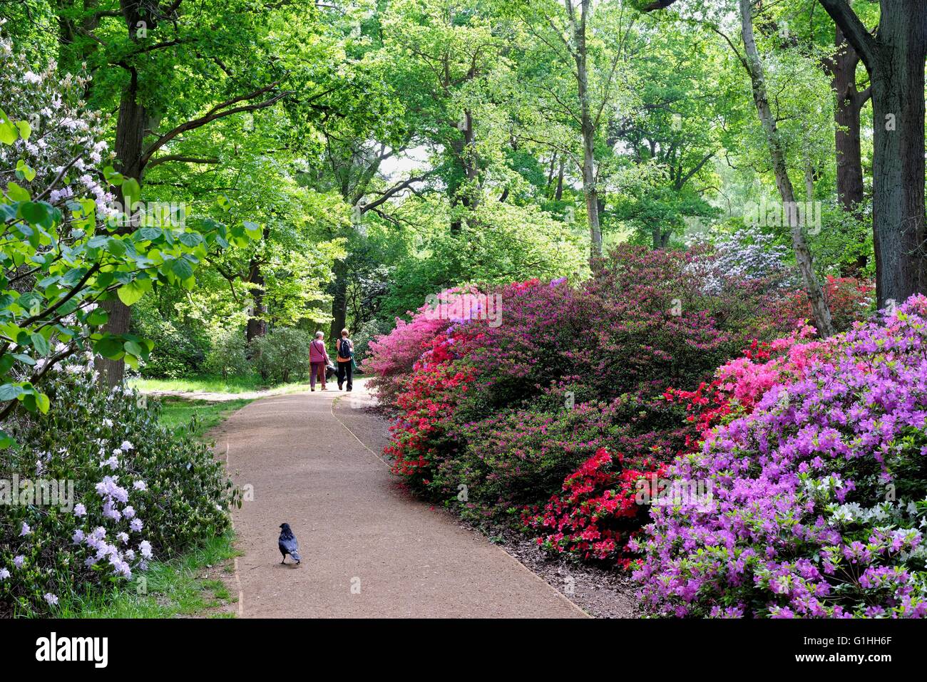 Die Isabella Plantation in Richmond Park in London UK Stockfoto