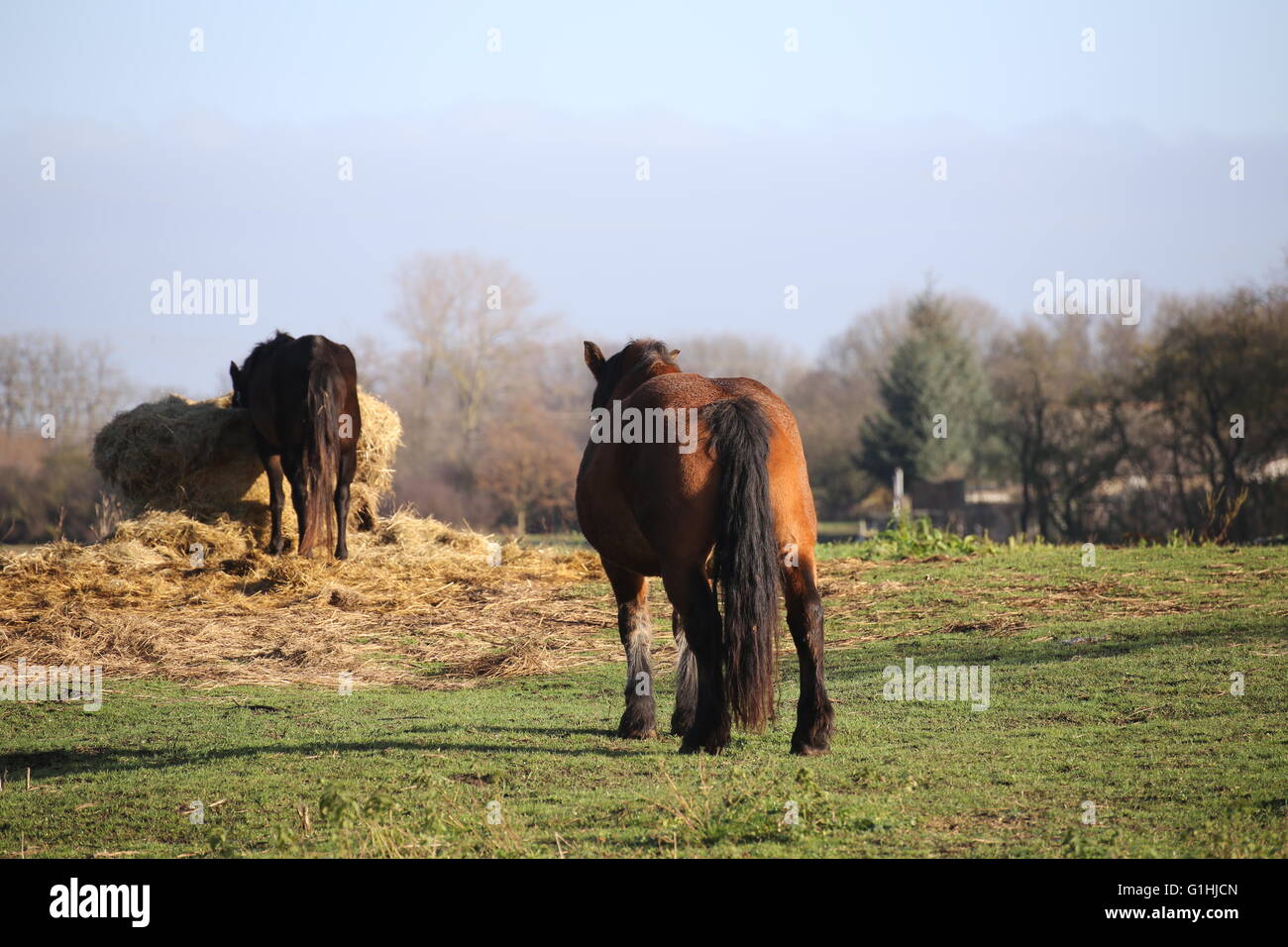 Groß und schwer zu pflügen Pferd stehen auf einer Wiese und beobachten ein weiteres Pferd Essen. Stockfoto