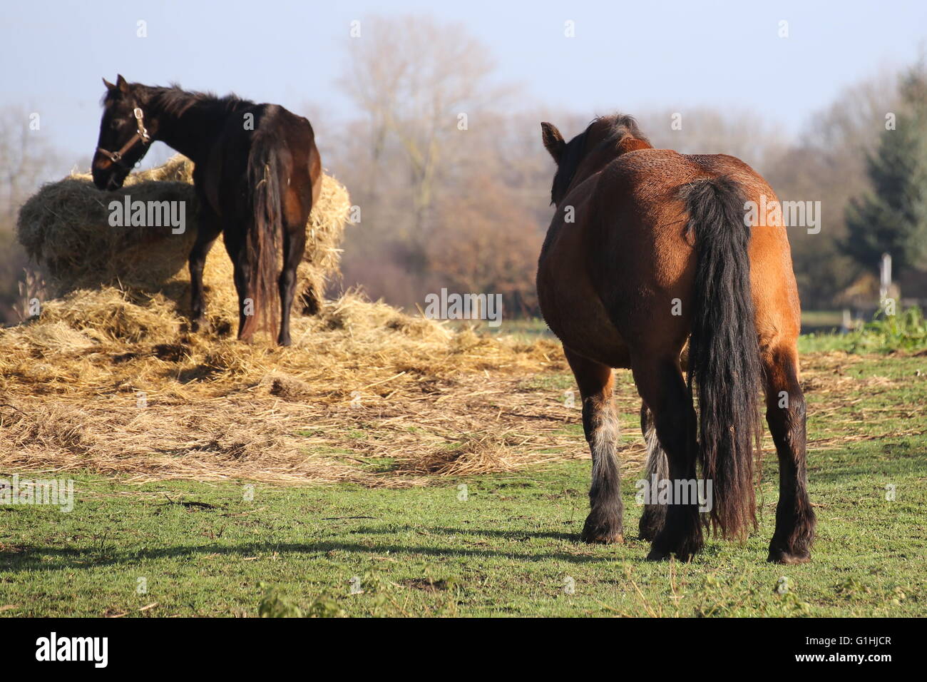 Groß und schwer zu pflügen Pferd stehen auf einer Wiese und beobachten ein weiteres Pferd Essen. Stockfoto
