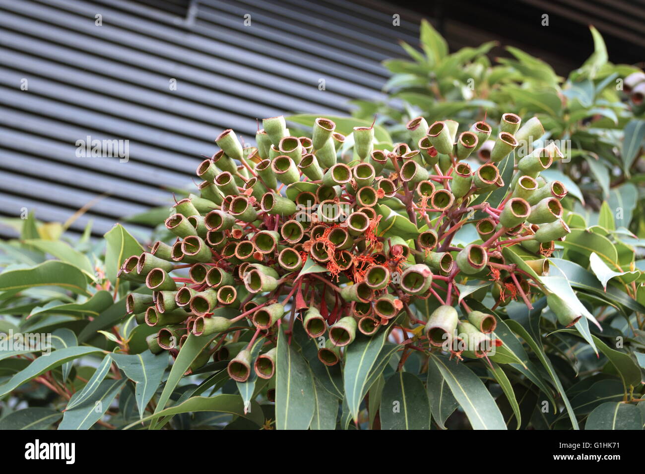 Nahaufnahme der australischen Ureinwohner - Eucalyptus Ficifolia Früchte / Samen Stockfoto
