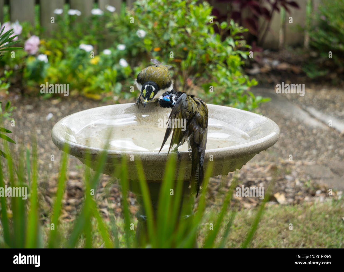 Erwachsene und Jugendliche blau konfrontiert Honigfresser (Entomyzon Cyanotis) putzen Federn nach dem Baden. Australische Vögel. Stockfoto