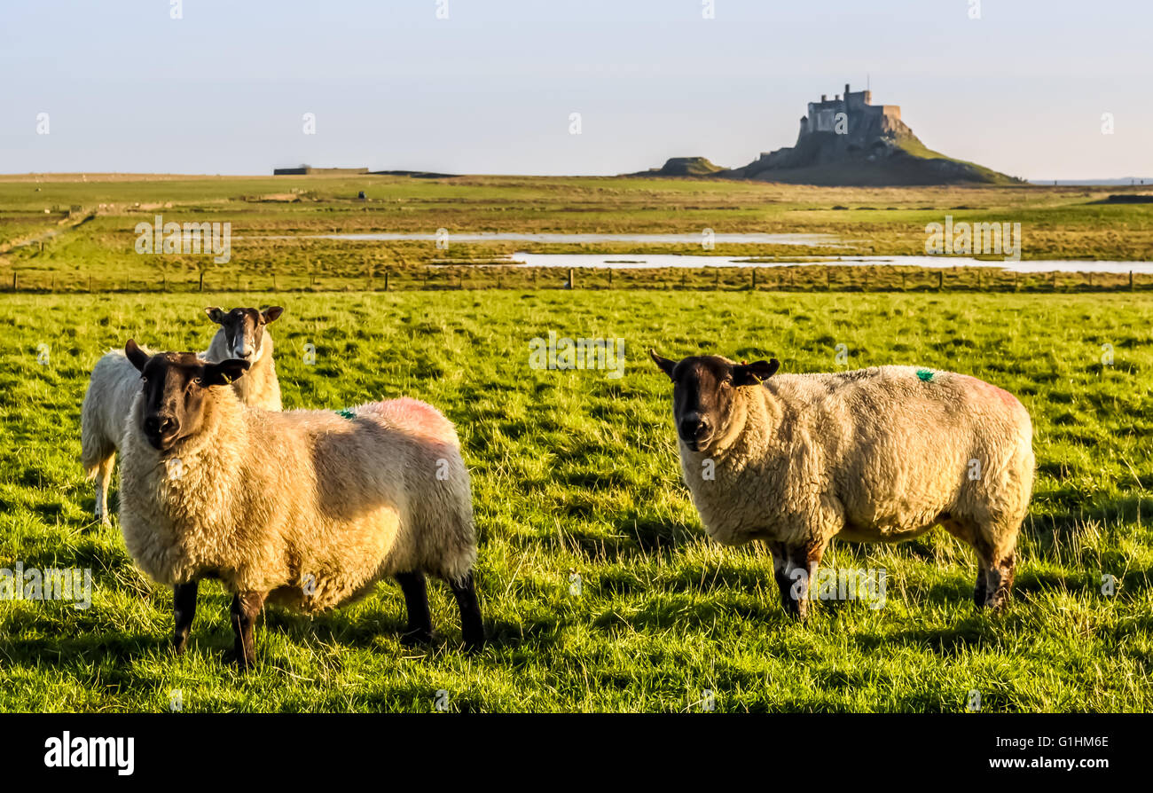 Lindisfarne Schafe Stockfoto