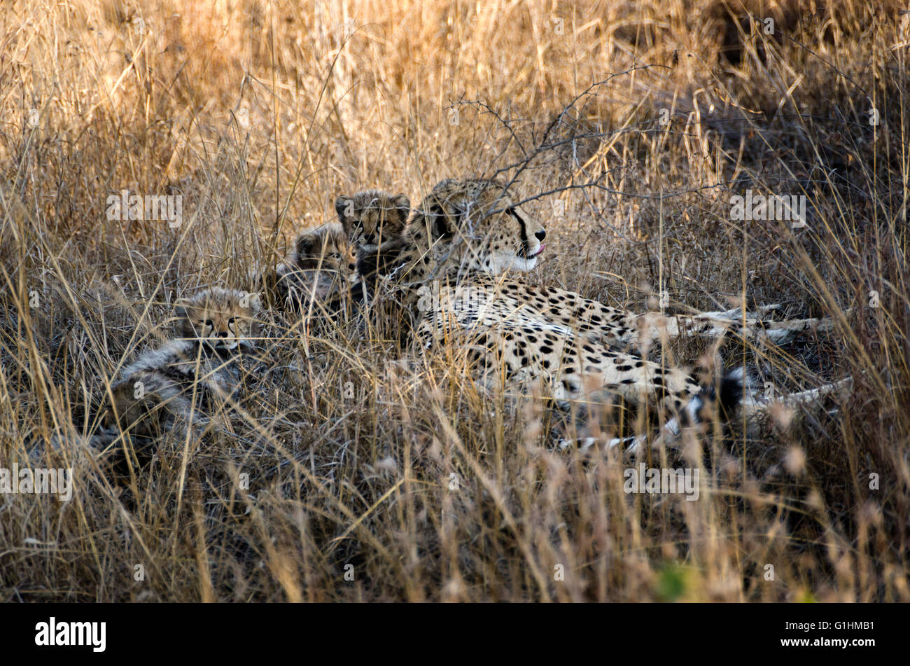 Mutter Gepardin mit drei Monate alten Jungen, versteckt in der lange Wiese, KwaZulu Natal, Südafrika Stockfoto