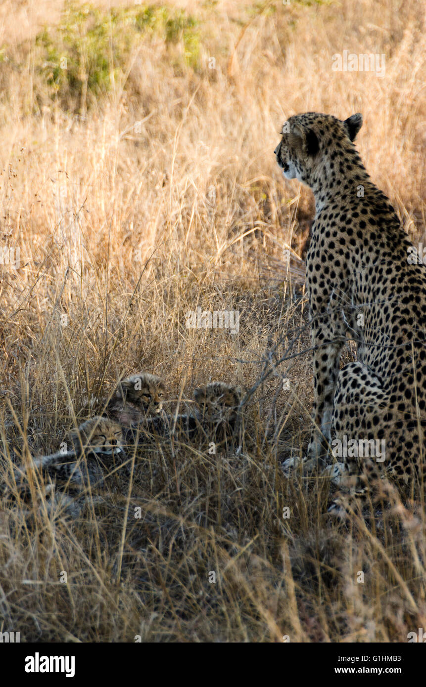 Mutter Gepardin mit drei Monate alten Jungen, versteckt in der lange Wiese, KwaZulu Natal, Südafrika Stockfoto