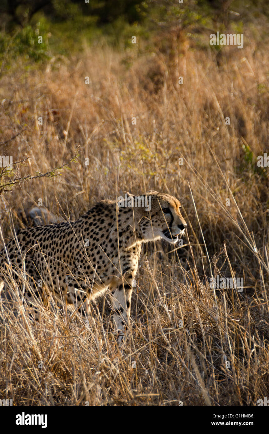 Mutter Cheetah KwaZulu Natal, Südafrika Stockfoto