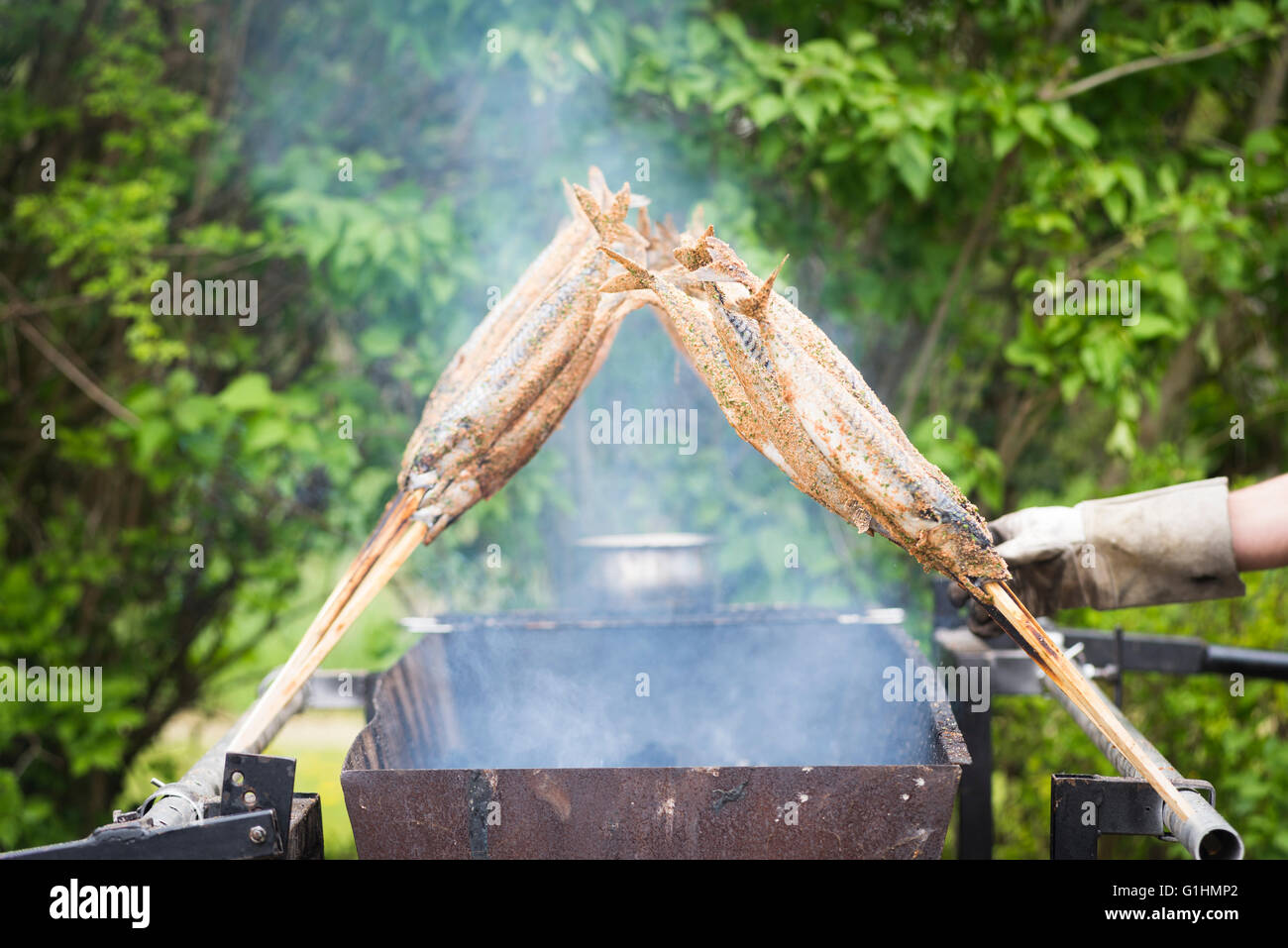 Fisch am Stiel wie Forelle, Saibling oder Felchen über glühende Kohle gegrillt ein traditioneller Grill Essen in Bayern, Deutschland ist Stockfoto