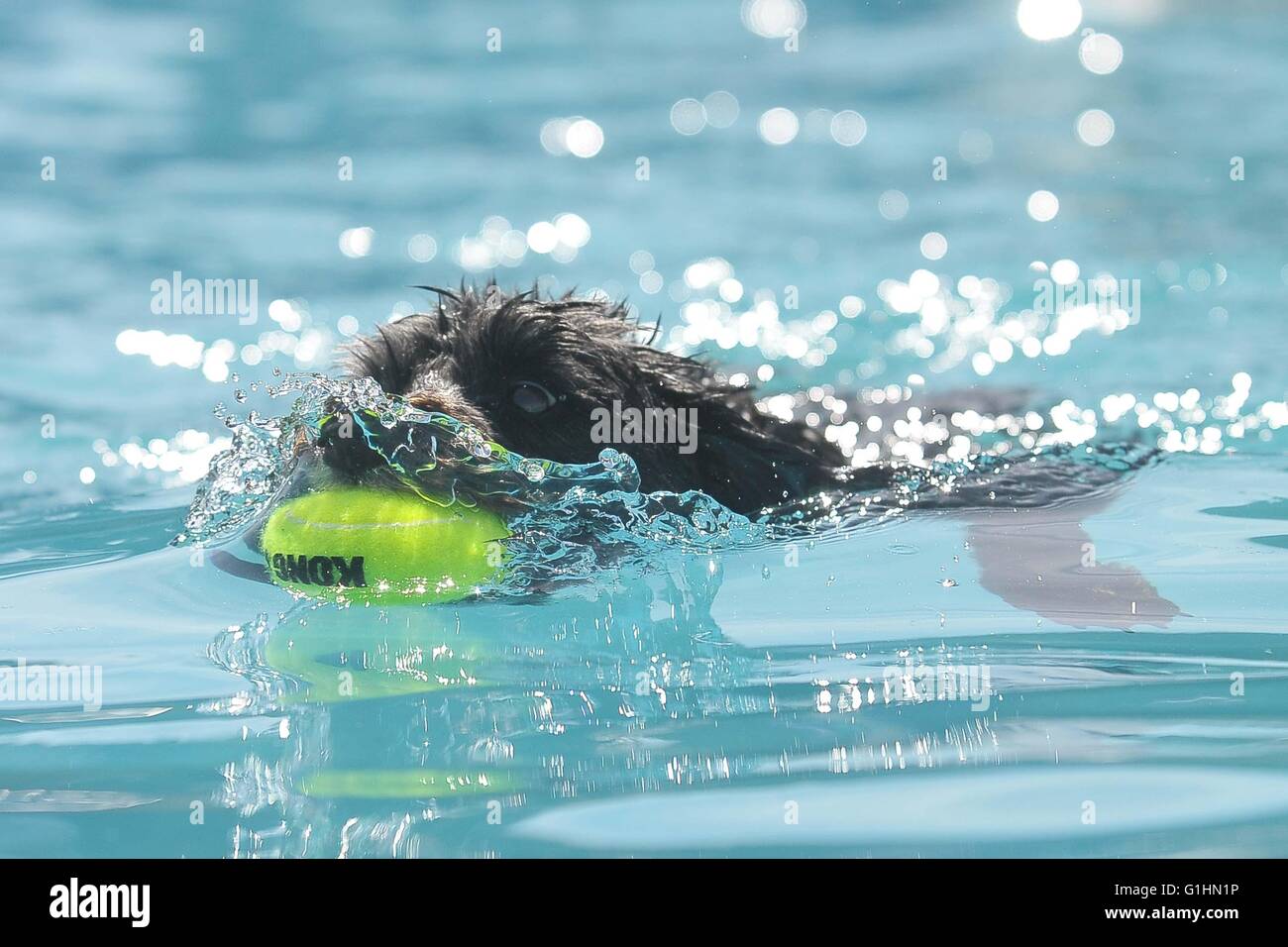 Hund im Wasser mit Tennisball im Maul beim Schwimmen Stockfoto