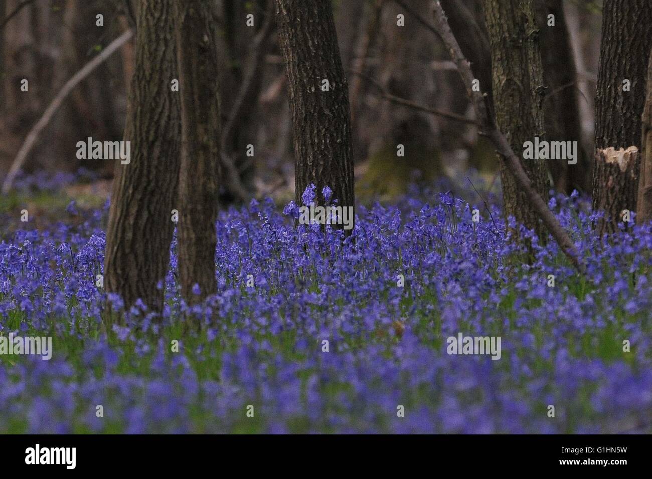 Bluebell Woods und einzelne Blumen Stockfoto