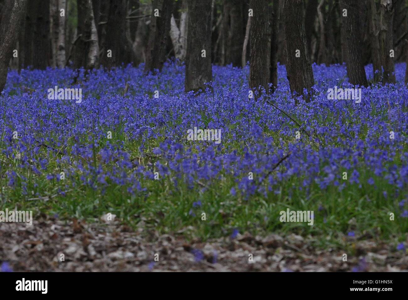 Bluebell Woods und einzelne Blumen Stockfoto