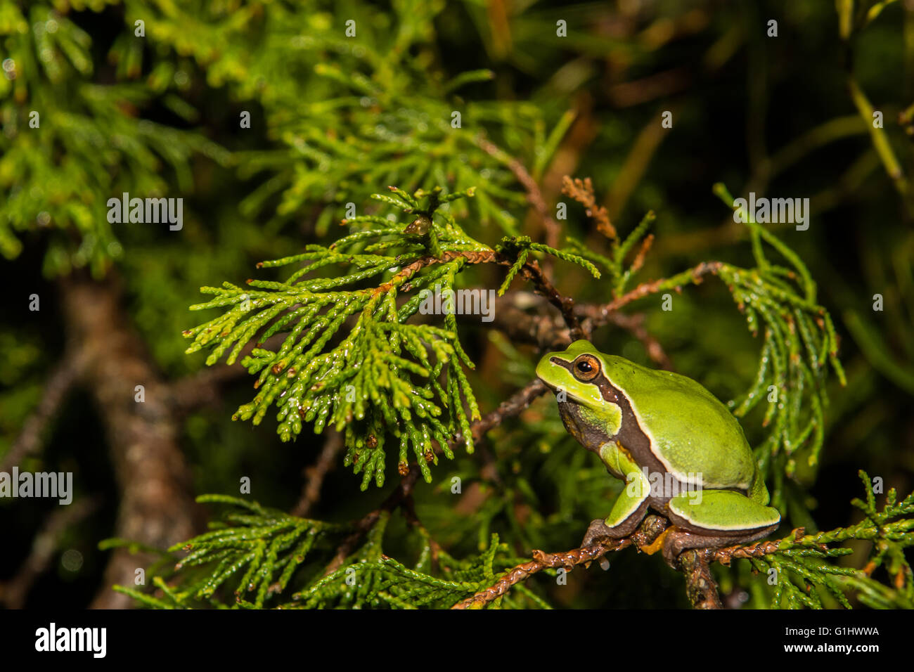 Pine Barrens Treefrog Stockfoto