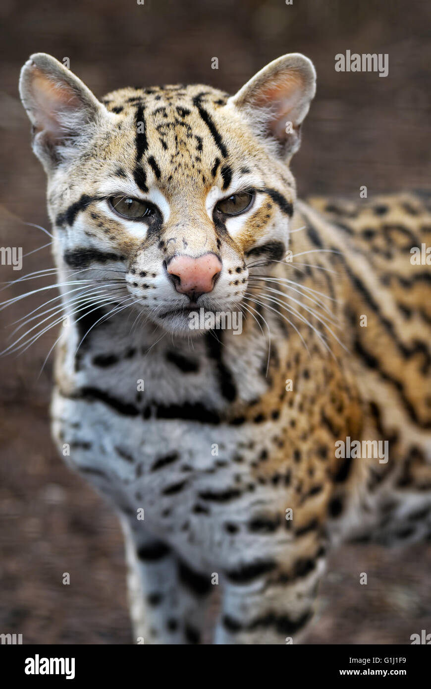 Ocelot wildcat wildlife Fotos und Bildmaterial in hoher Auflösung Alamy