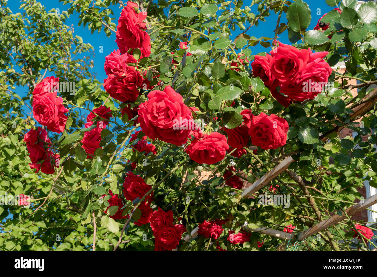 rote Rosen auf einem Rosenstrauch Stockfotografie - Alamy