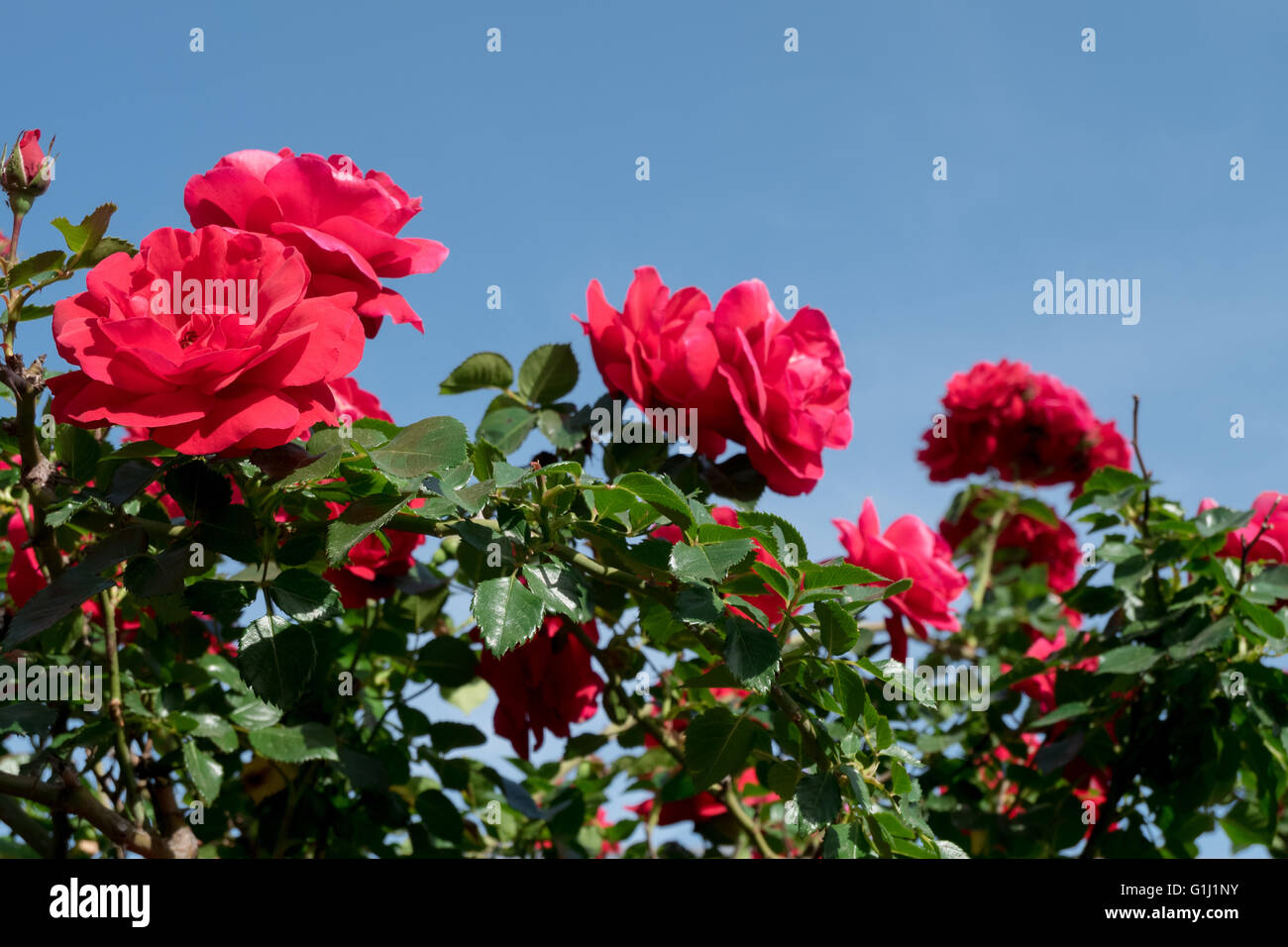 Rote Rosen auf einem Rosenstrauch Stockfoto