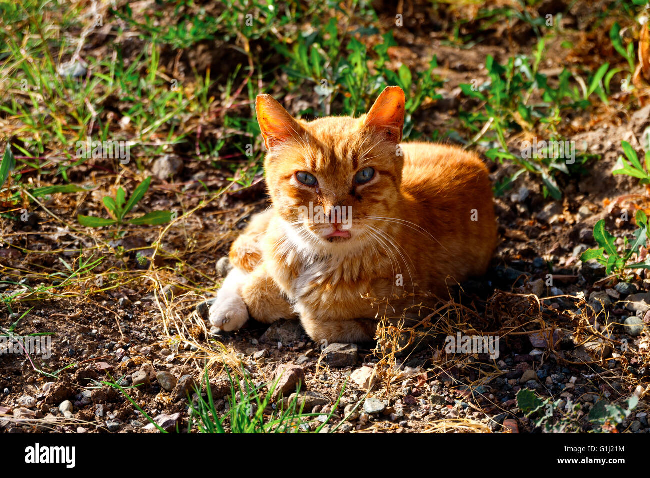 Eine Katze sitzt auf einem Forest lawn Stockfoto