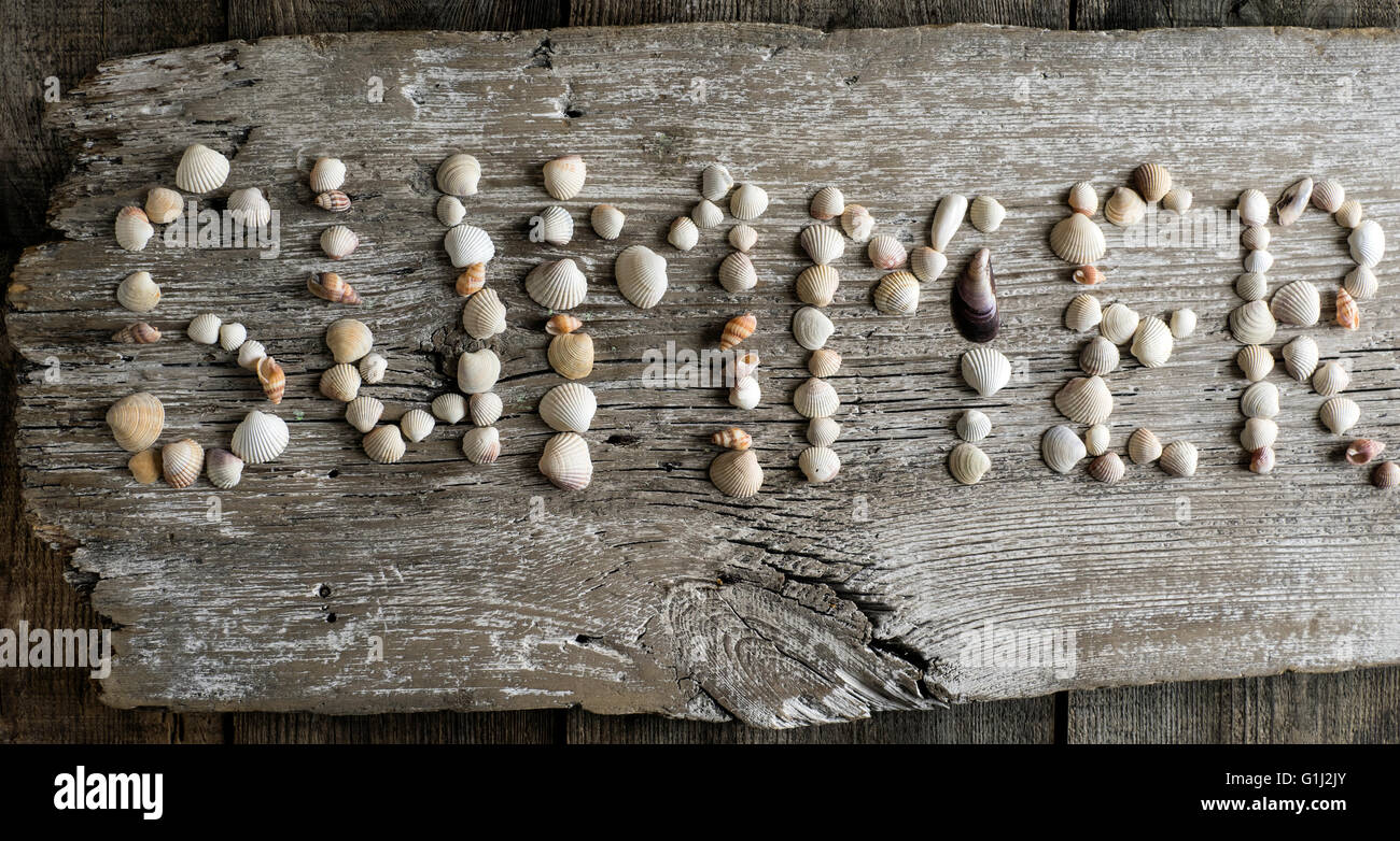 Muscheln, die Rechtschreibung, Wort Sommer am Stück Holz Stockfoto