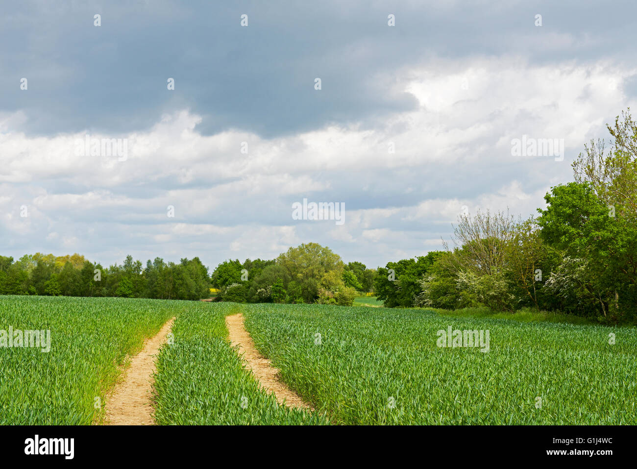 Feld mit Anbau von Pflanzen und Track über England UK Stockfoto