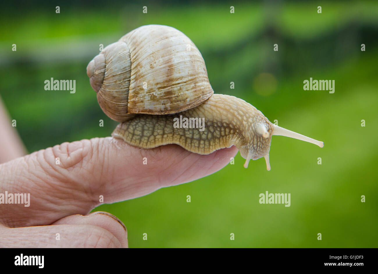 Münsingen, Gemrany. 10. Mai 2016. Schnecke Züchter Rita Goller züchtet Weinrebe Schnecken auf ihrem Gartengrundstück in Münsingen, Gemrany, 10. Mai 2016. Goller hält über 40.000 Tiere in ihrer Garde. Foto: CHRISTOPH SCHMIDT/Dpa/Alamy Live News Stockfoto