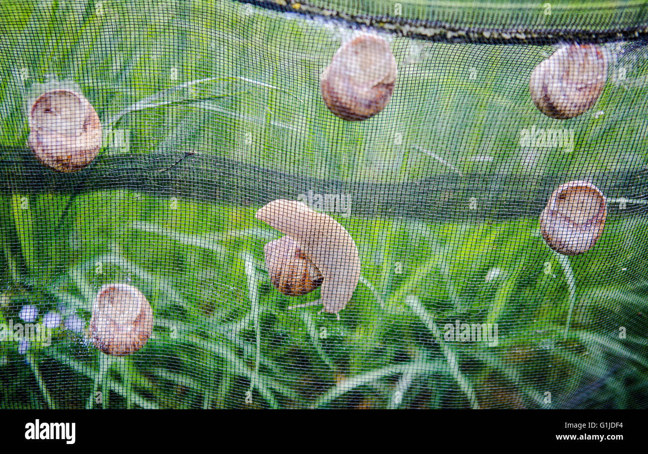 Münsingen, Gemrany. 10. Mai 2016. Schnecke Züchter Rita Goller züchtet Weinrebe Schnecken auf ihrem Gartengrundstück in Münsingen, Gemrany, 10. Mai 2016. Goller hält über 40.000 Tiere in ihrer Garde. Foto: CHRISTOPH SCHMIDT/Dpa/Alamy Live News Stockfoto