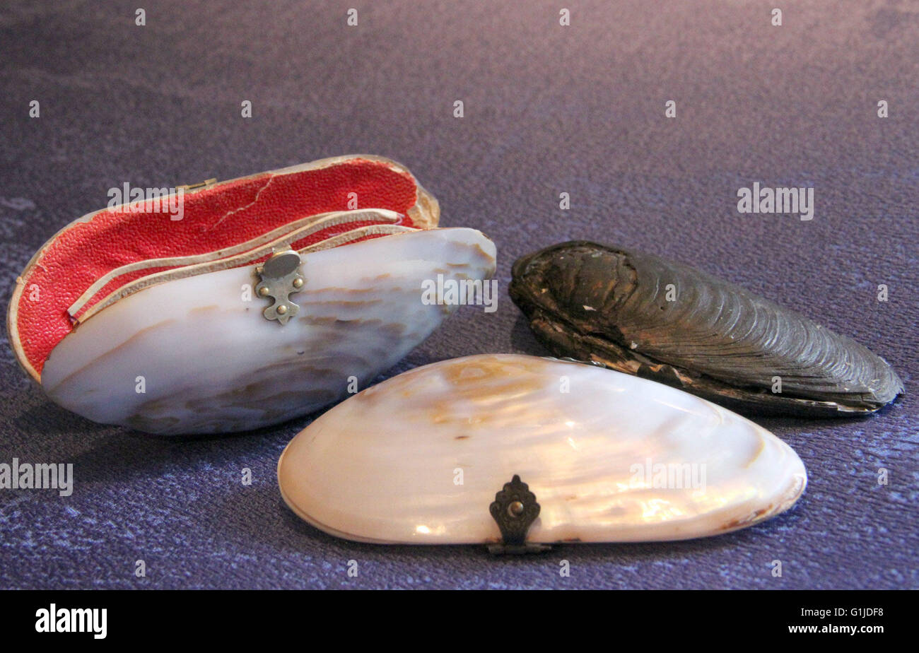 Adorf, Deutschland. 13. Mai 2016. Süßwassersee Perle Miesmuscheln, die in Brieftaschen - häufig in der Produktion von Mutter der Perle waren rund hundert Jahren - verwandelt wurden liegen in der Perlmuttermuseum in Adorf, Deutschland, 13. Mai 2016. Foto: Katrin Mädler/Dpa/Alamy Live News Stockfoto