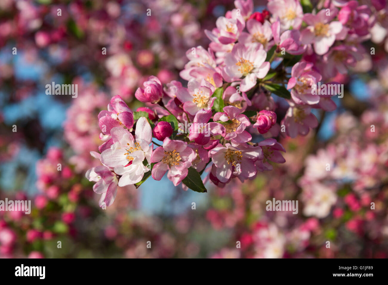 Willingham, Cambridgeshire UK. 17. Mai 2016. Am frühen Morgensonne beleuchtet die Blüte in einem Obstgarten von Obstbäumen in Manning's Fruit Farm, einem der letzten kommerzielle Obstgärten in Cambridgeshire. Holzapfel in rosa, gepflanzt, um Bestäubung, hebt sich von den essbaren Apfelbäumen zu helfen. Der Wetterbericht ist sonnig und warm im Südosten von England heute sein, bevor feuchter Wetter breitet sich in später in der Woche. Bildnachweis: Julian Eales/Alamy Live-Nachrichten Stockfoto