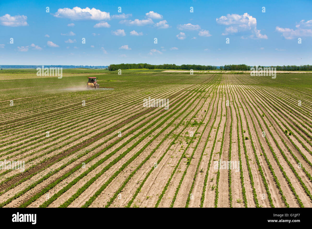 Sprühen Soja-Feld im Frühjahr. Stockfoto