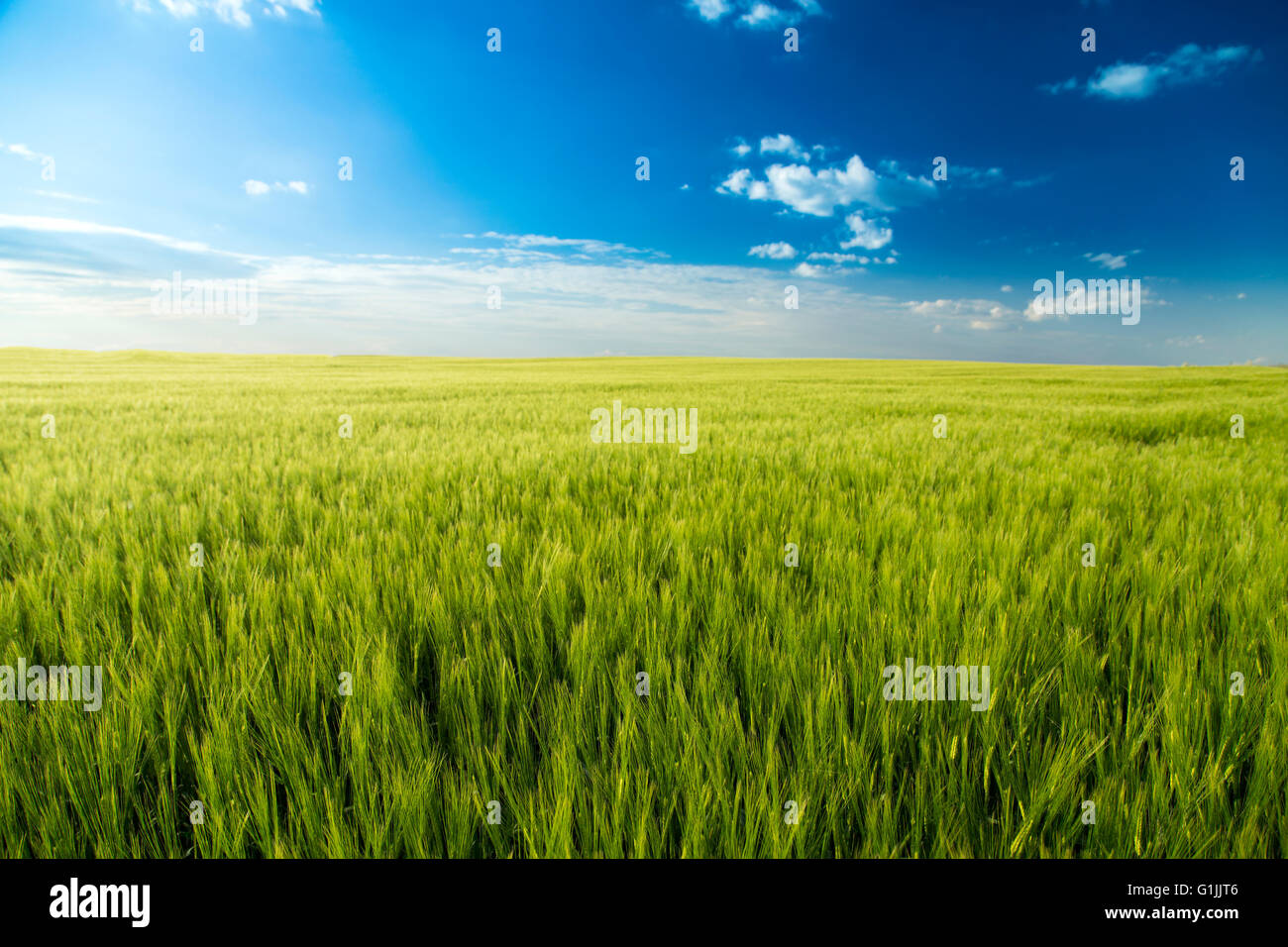 Grüner Wiese Landschaft, Sportstudio Pflanzen über blauen Himmel Stockfoto