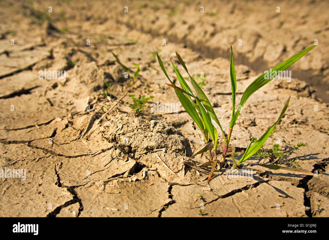 Pflanze für das Leben im Land der Dürre zu kämpfen Stockfoto